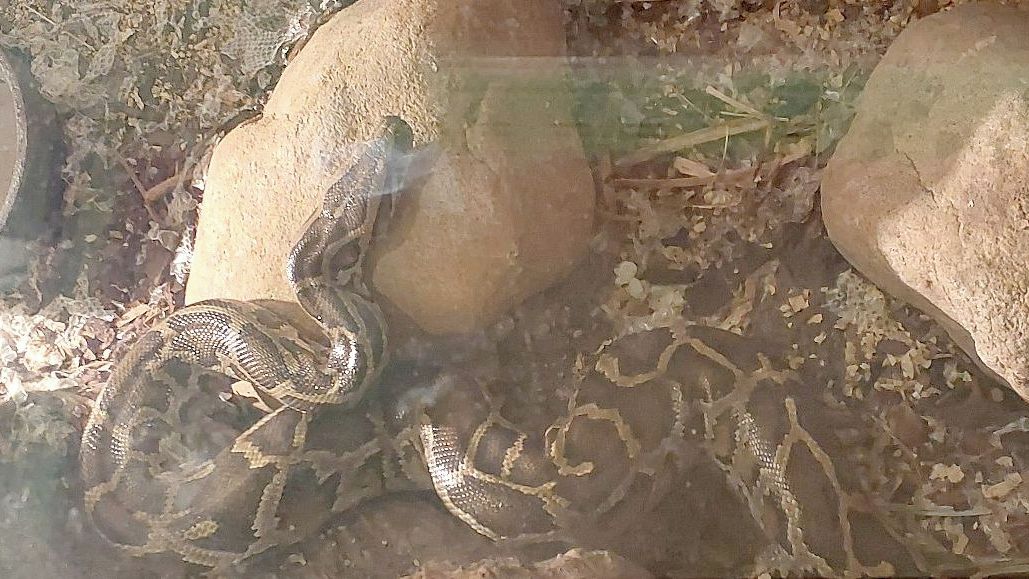 Pomoc, škrtí mě had. Hasiči na Karlovarsku zachránili chovatele v zajetí krajty